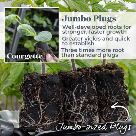 Courgette Plant 'Tuscany'