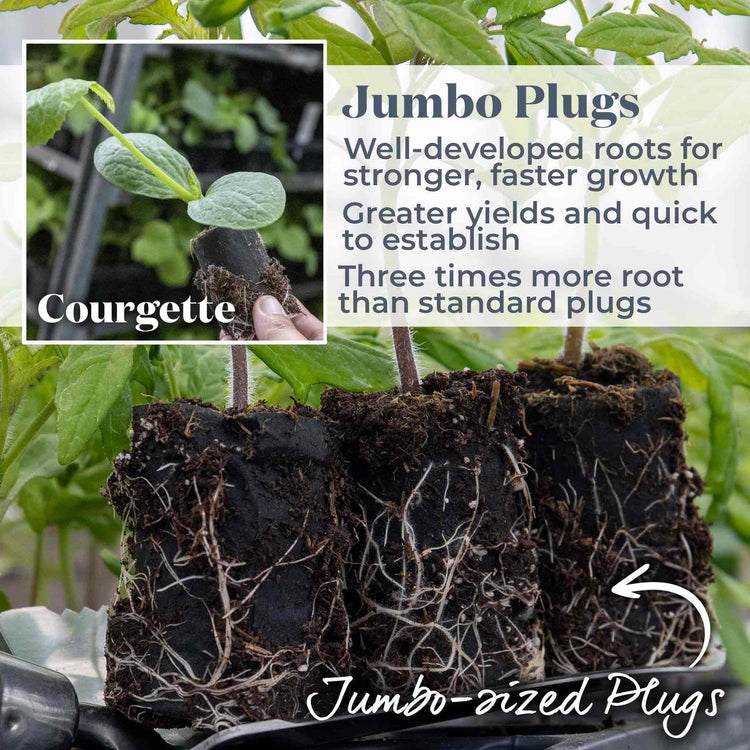 Courgette Plant 'Tuscany'