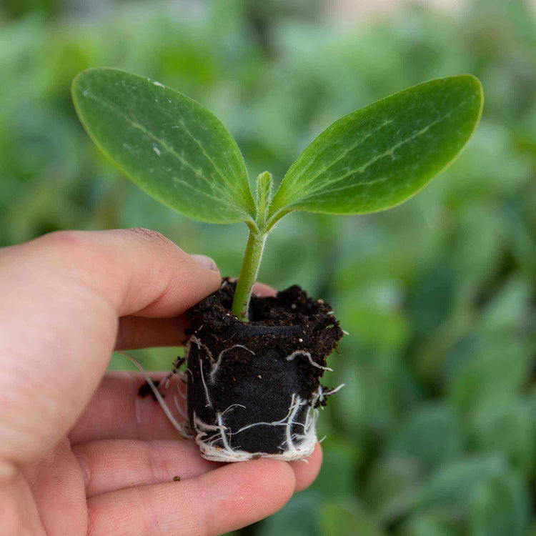 Courgette Plant 'Firenze'