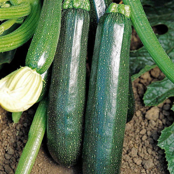 Courgette Plant 'Sure Thing'