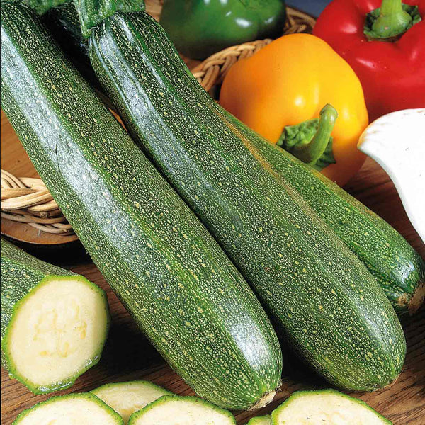 Courgette Plant 'Zucchini'