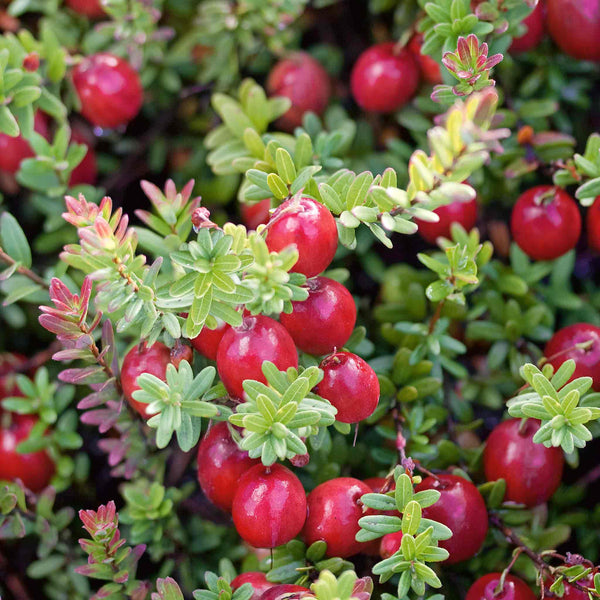 Cranberry Plant 'Pilgrim'