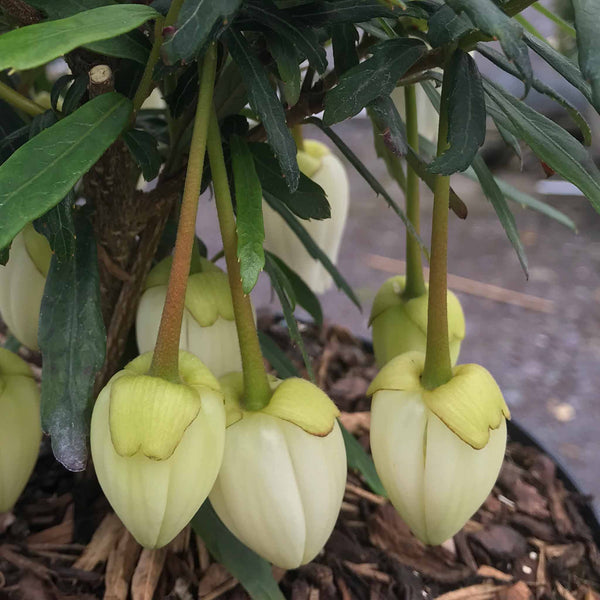 Crinodendron 'Alf Robbins'