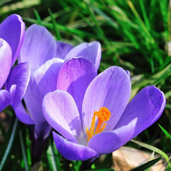 Crocus Bulbs 'Grand Maitre'