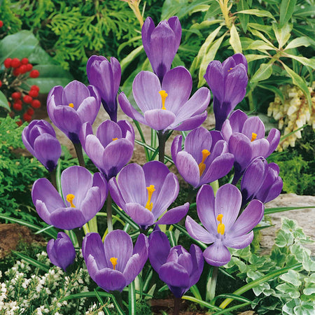 Crocus Bulbs 'Grand Maitre'