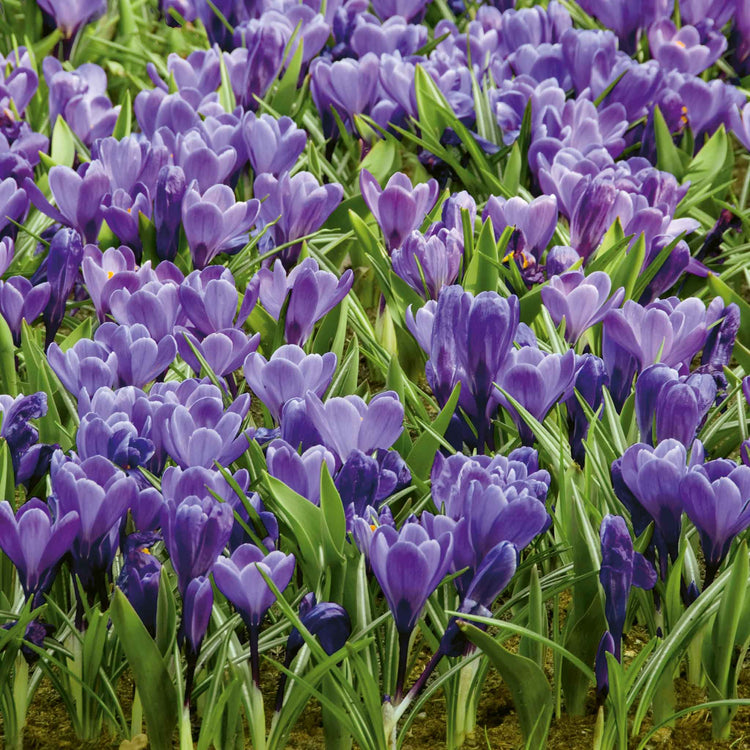 Crocus Bulbs 'Grand Maitre'