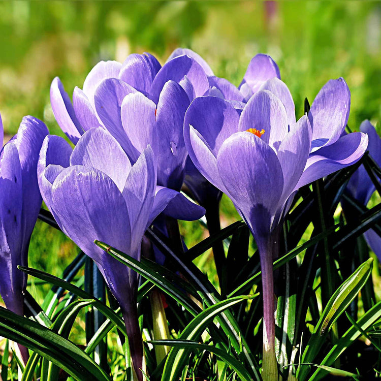Crocus Bulbs 'Grand Maitre'