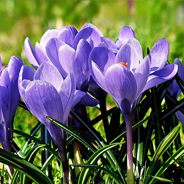 Crocus Bulbs 'Grand Maitre'