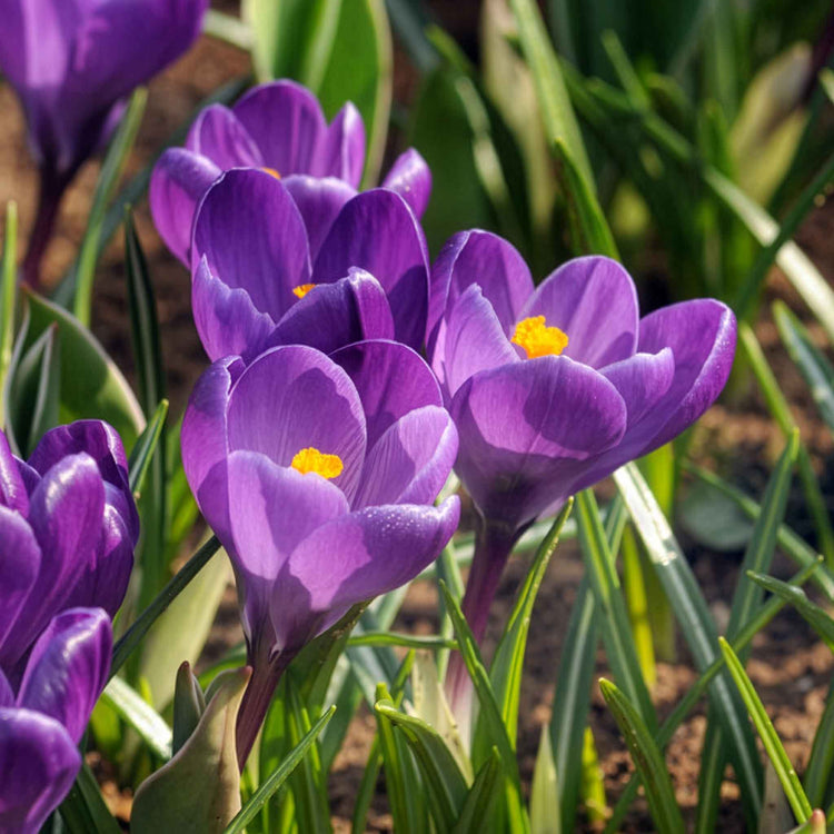 Spring Joy Bulb Mix