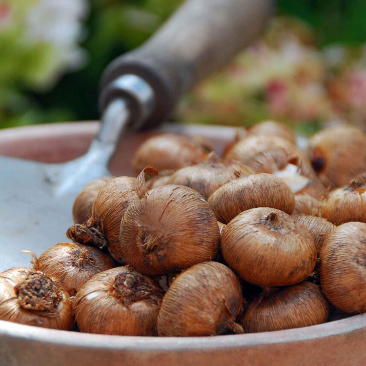 Crocus Bulbs 'Grand Maitre'