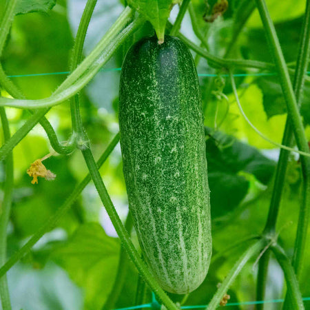 Cucumber Seeds 'Chompers'