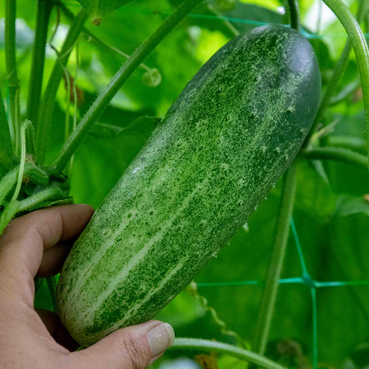 Cucumber Seeds 'Chompers'