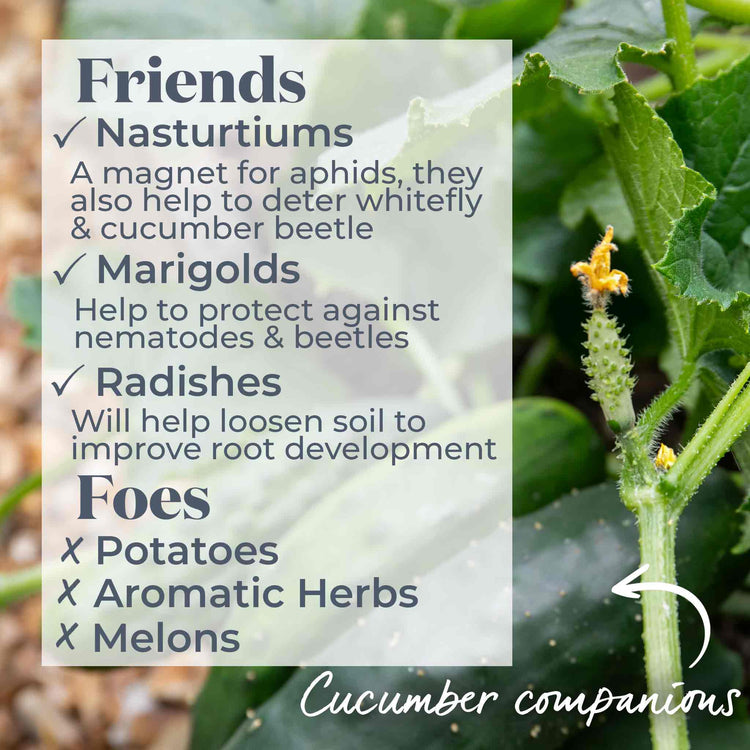 Cucumber 'Mini Muncher'