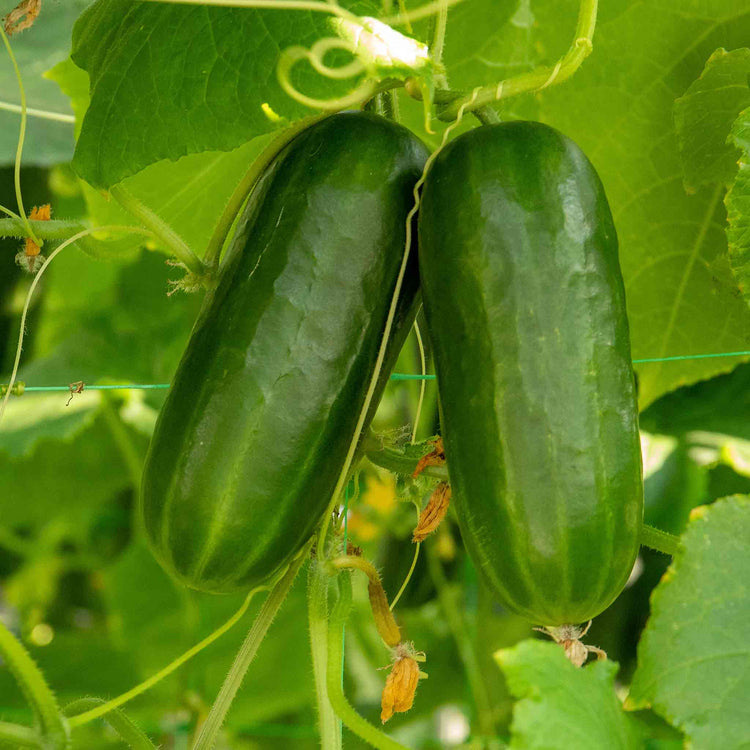 Cucumber 'Party Time'