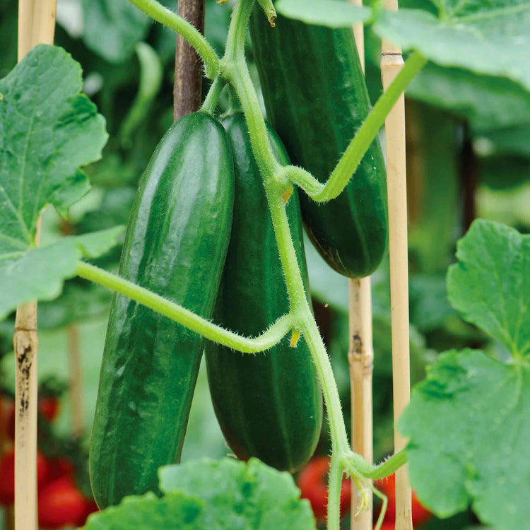 Grafted Cucumber Plant 'Passandra'