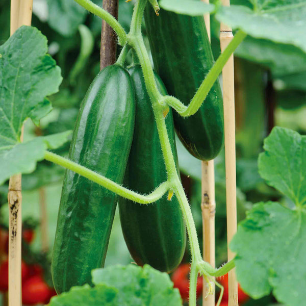 Grafted Cucumber 'Passandra'