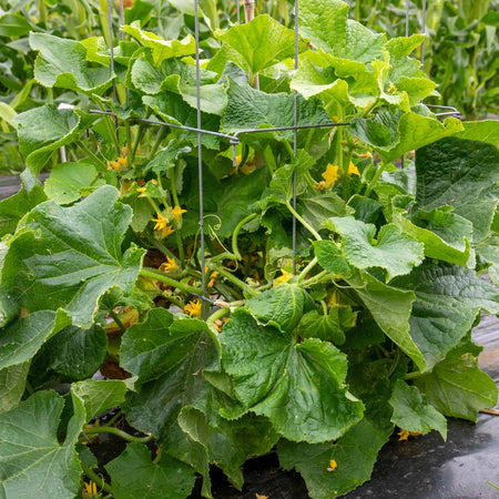 Cucumber 'Picklebush'