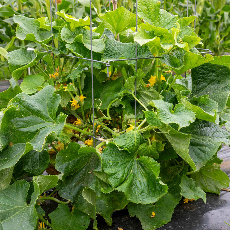 Cucumber 'Picklebush'