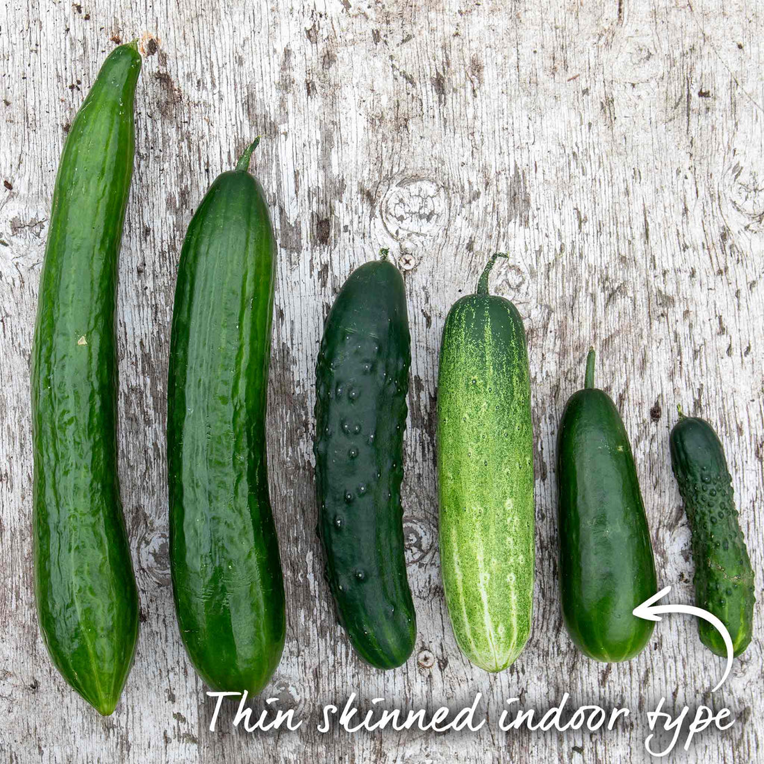 Cucamber Types Cucumber Plant 'Mini Munch' | Marshalls Garden
