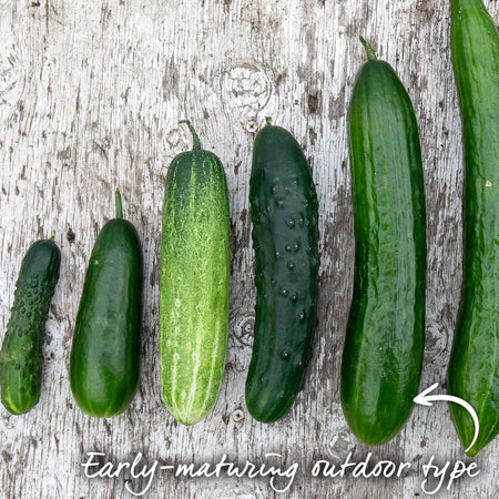 Cucumber 'Mini Muncher'