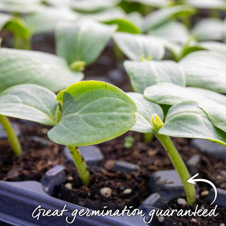 Cucumber Seeds 'Mini Muncher' F1