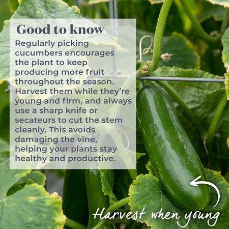 Cucumber Seeds 'Mini Muncher' F1