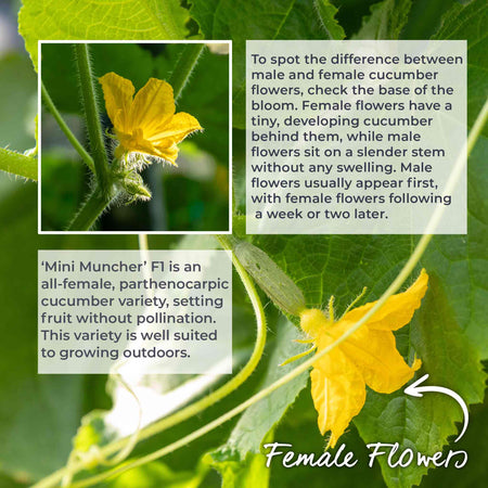 Cucumber 'Mini Muncher'