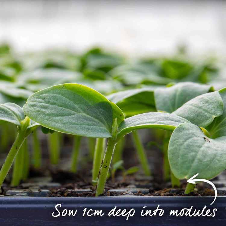 Cucumber Seeds 'Mini Muncher' F1