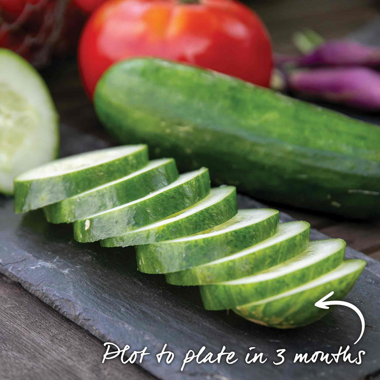Cucumber Seeds 'Sherpa' F1