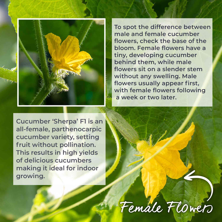 Cucumber Seeds 'Sherpa' F1