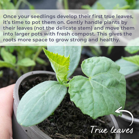 Cucumber Seeds 'Mini Muncher' F1