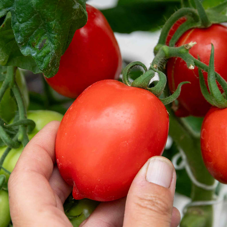 Cordon Tomato Plant 'Cuor Bi Bue'