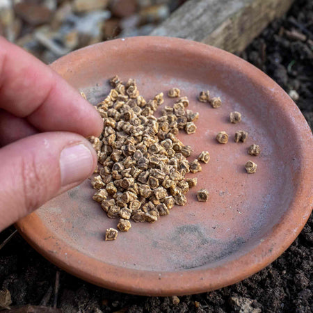 Beetroot Seeds 'Cylindra'