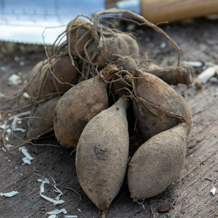 Dahlia Tuber 'Natal' Tuber