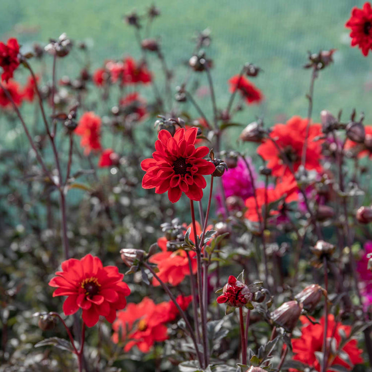 Dahlia Plant 'Bishop of Llandaff'