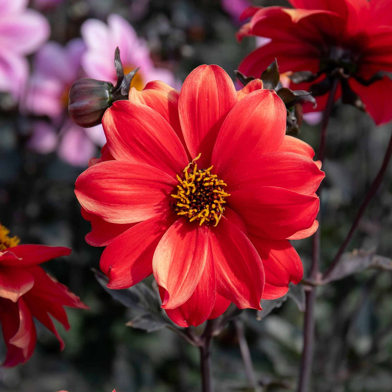 Dahlia Plant 'Bishop of Llandaff'