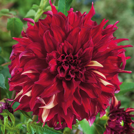 Dahlia Tuber 'Bohemian Spartacus'