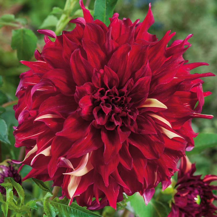 Dahlia Tuber 'Bohemian Spartacus'