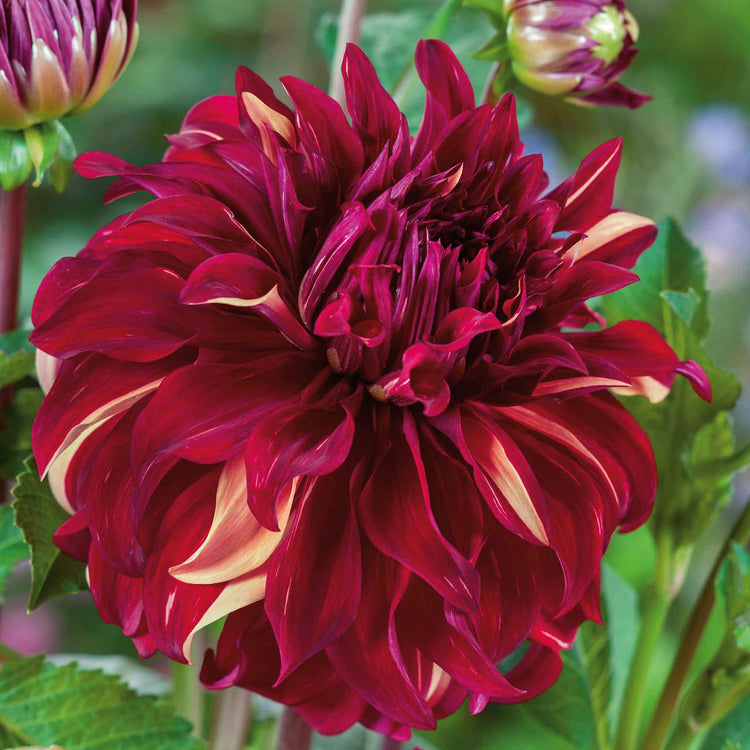 Dahlia Tuber 'Bohemian Spartacus'