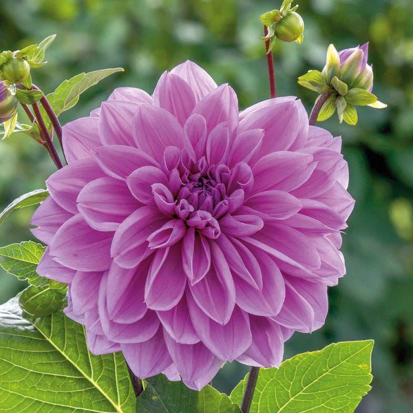 Dahlia Plant 'Lilac Time'