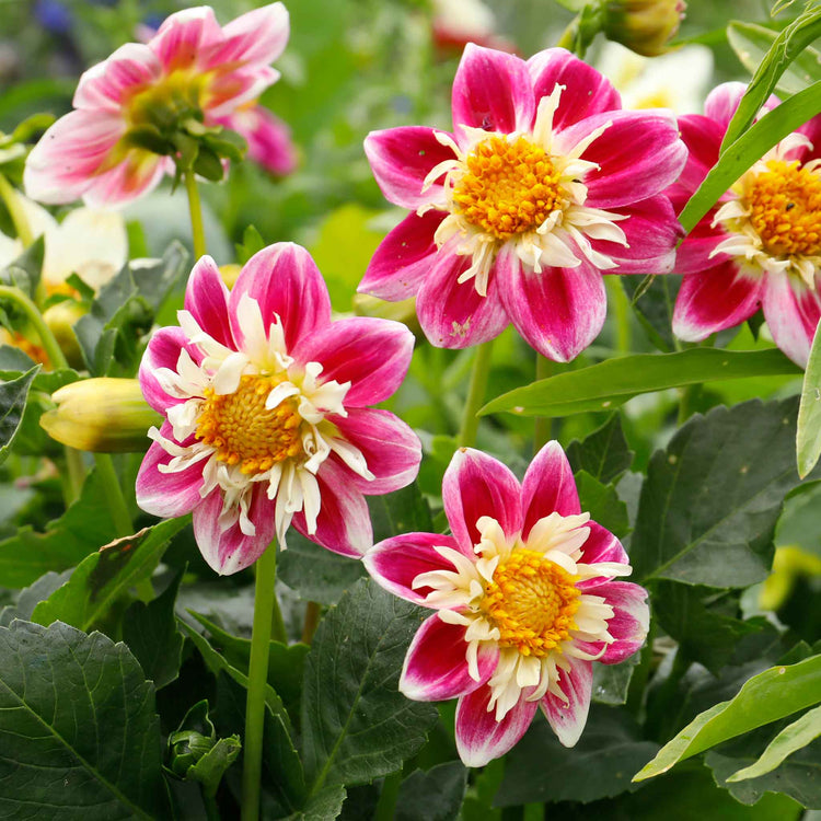 Dahlia Tuber 'Fashion Monger'