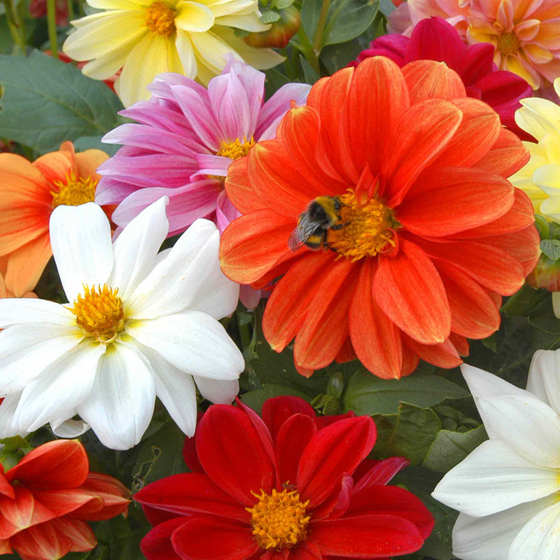 figaro mixed dahlia seeds Dahlia Plants 'Figaro Mixed'
