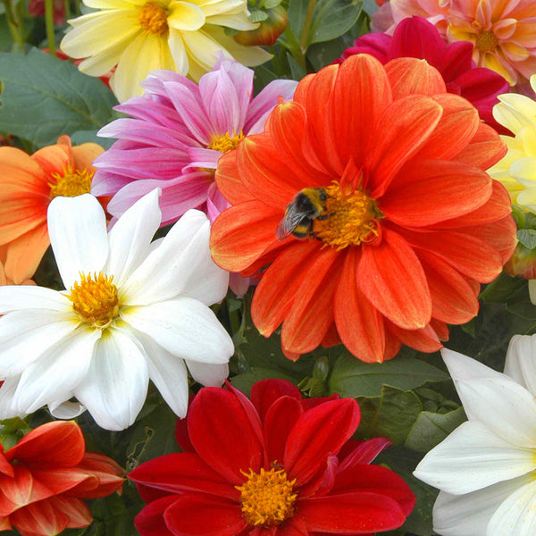 Dahlia Plants 'Figaro Mixed'