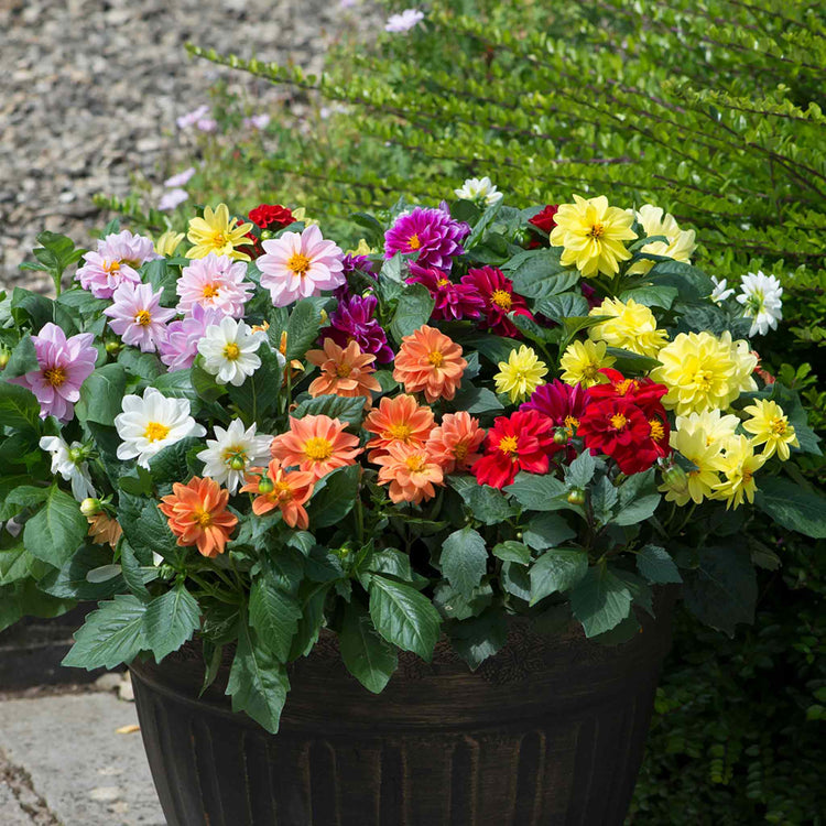Dahlia 'Figaro Mixed'