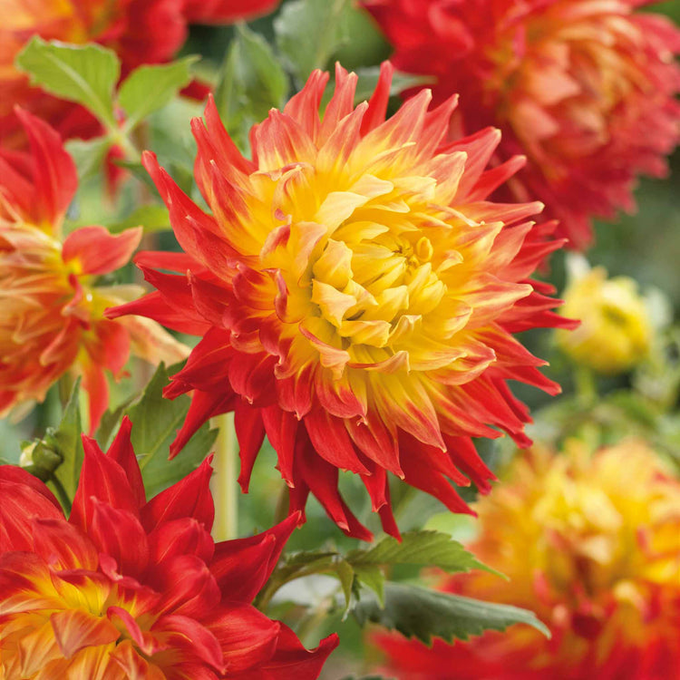 Dahlia Tuber 'Fired Up'