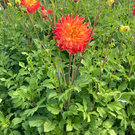 Dahlia Tuber 'Fired Up'