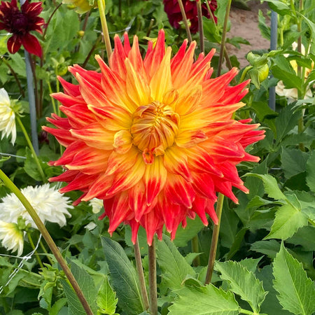Dahlia Tuber 'Fired Up'