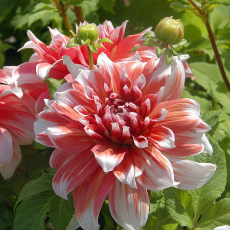 Dahlia Tuber 'Frost Nip'