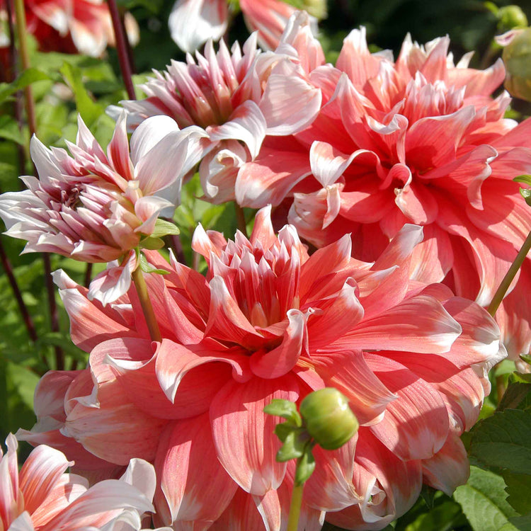 Dahlia Tuber 'Frost Nip'