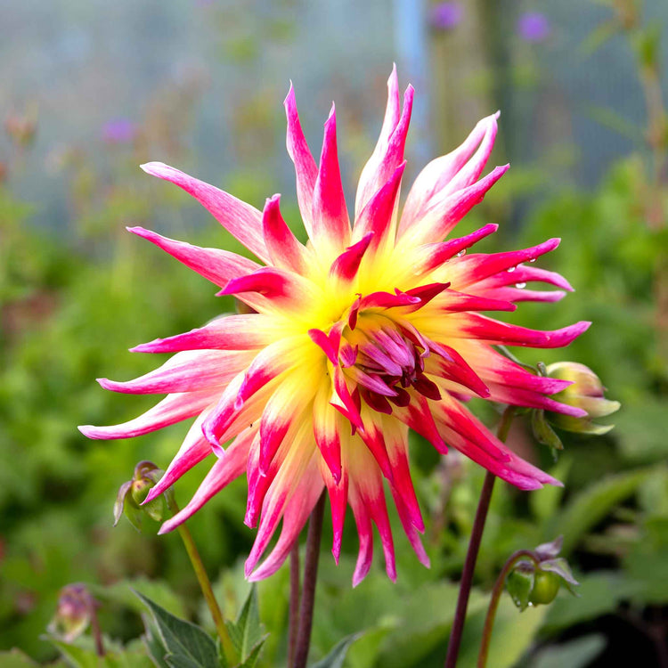 Dahlia Plant 'Hayley Jane'